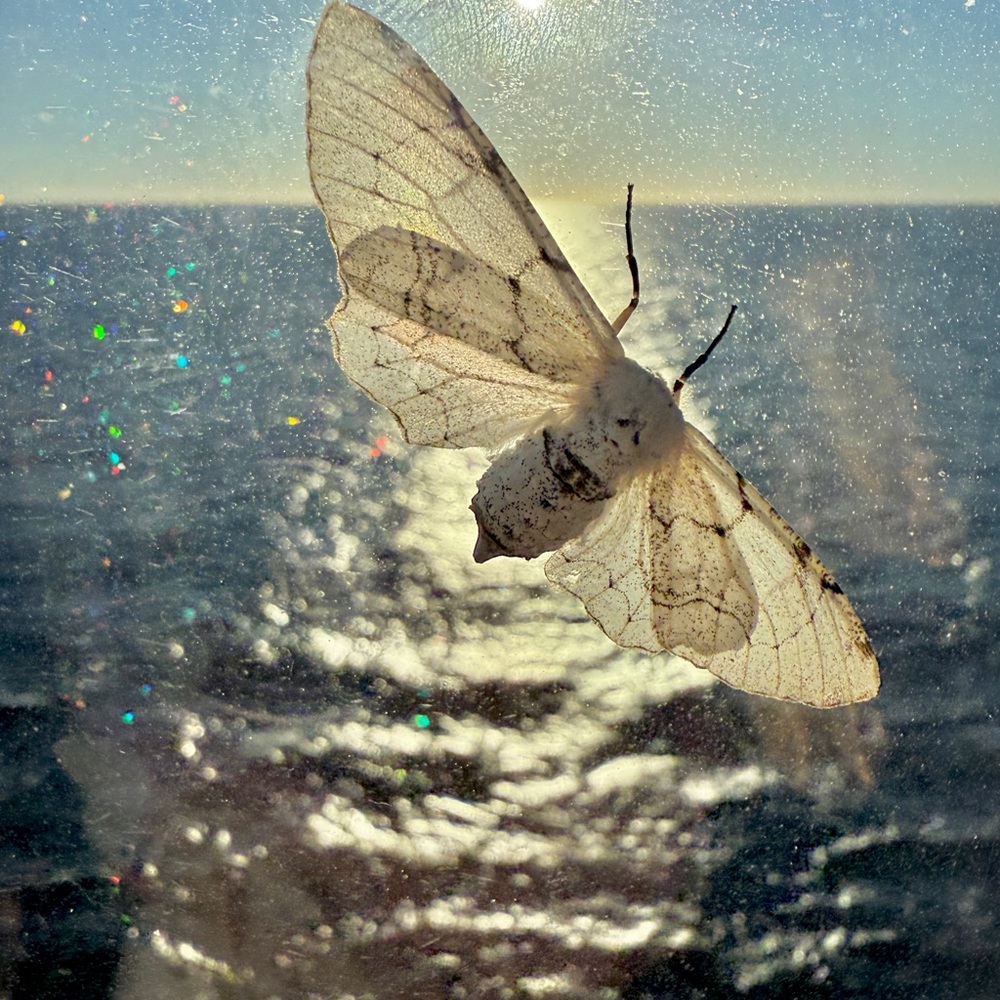 Meet your Posher, Monique